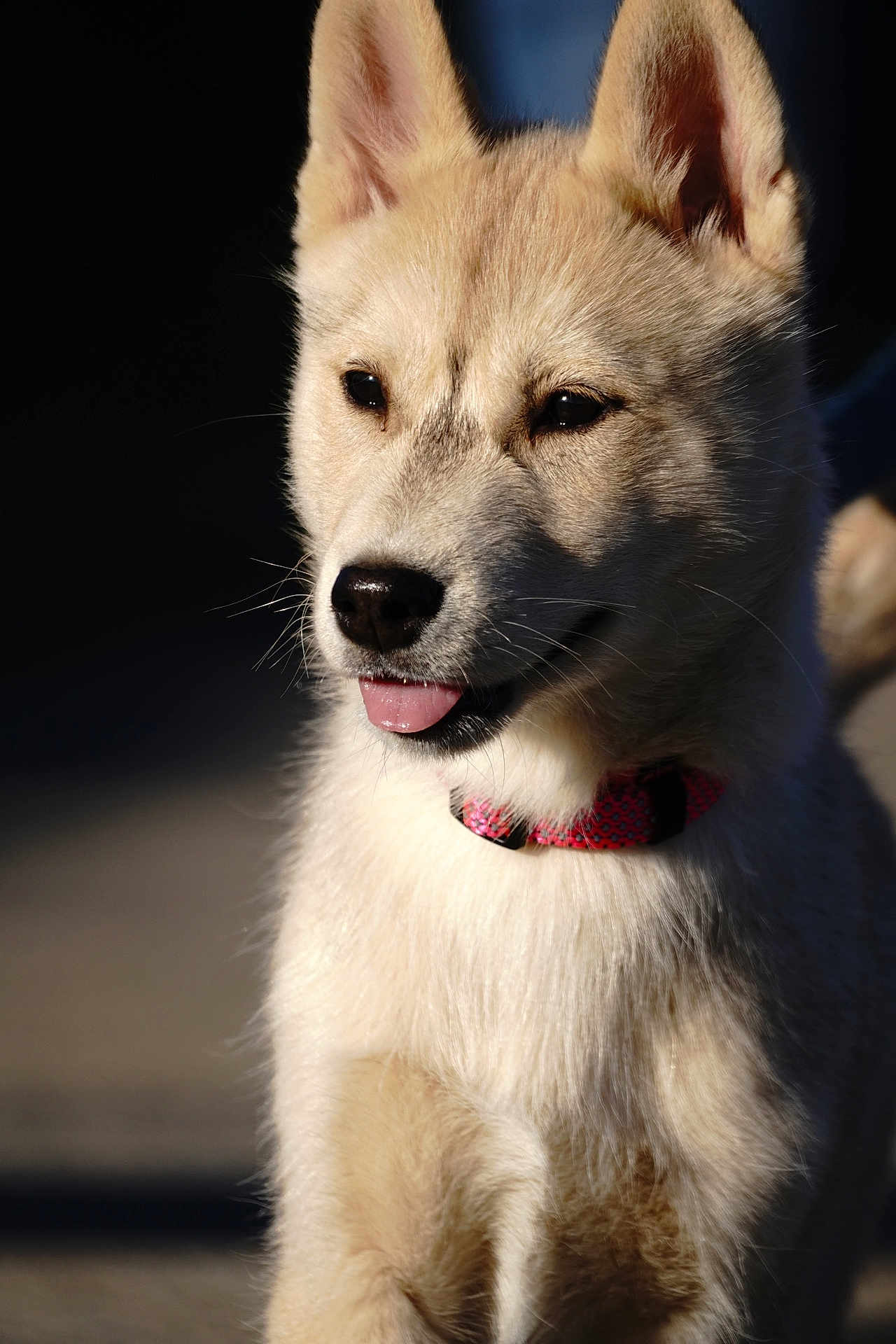 Atka participe au concours pour gagner de l'argent avec cette photo : dog, canine, pet, fur, collar, tongue, animal, outdoor, sunlight, portrait, cute, fluffy, mammal, ears, whiskers, closeup, friendly, domestic, young, adorable
