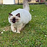 cat, kitten, fluffy, cream_colored, blue_eyes, dark_face, pointed_ears, long_tail, outdoor, grass, lawn, daisies, garden, animal, pet, feline, walking, standing, closeup, nature
