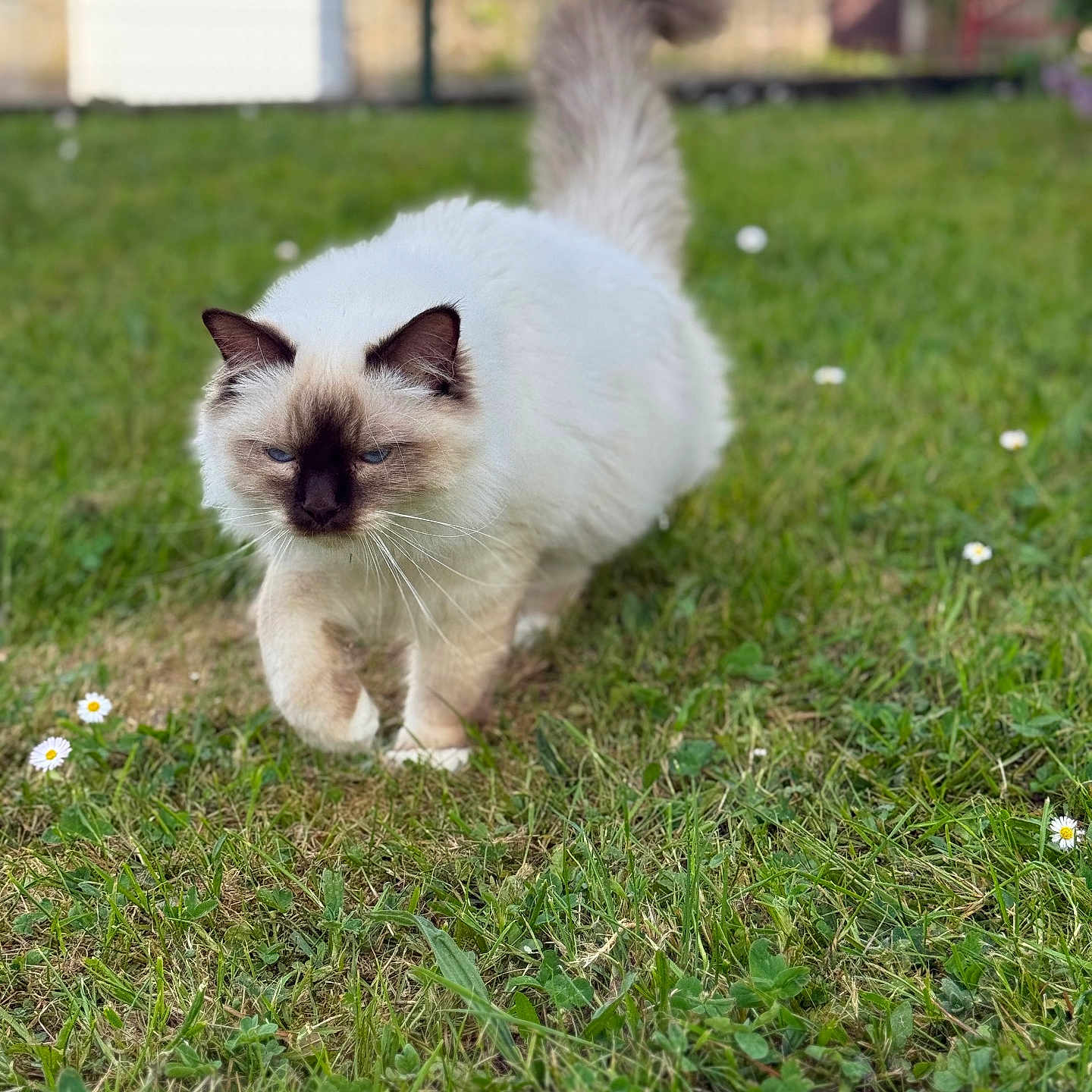Aïko