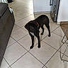 animal, backpack, black_dog, chair, collar, corner, dog, door, floor, home_interior, household_items, indoor, living_room, magnets, pet, refrigerator, shadow, sofa, table, tile_floor