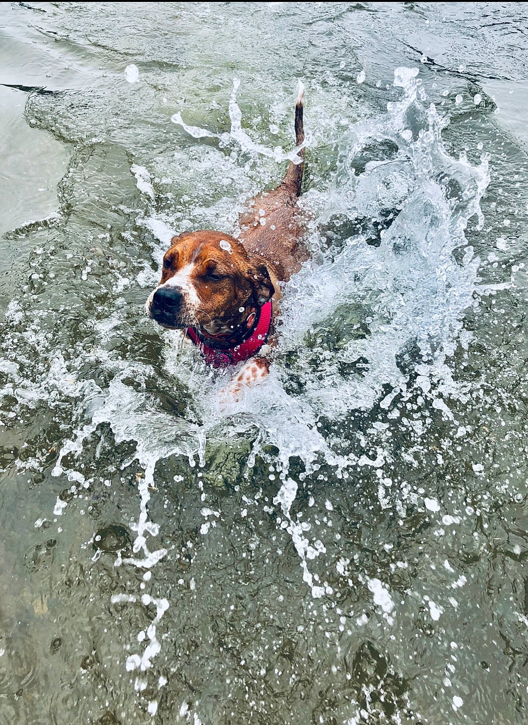 Jolene is registered to the contest to win money with this photo: canidae, carnivore, coonhound, dog, dog_breed, english_coonhound, hunting_dog, sporting_group, water