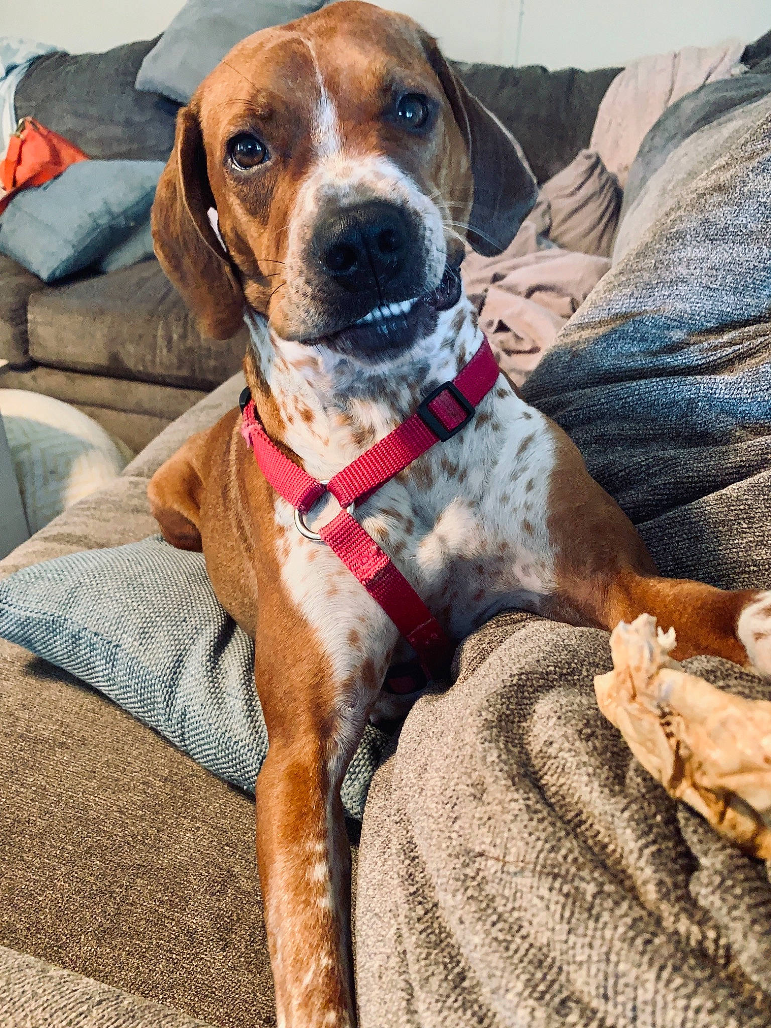 Jolene is registered to the contest to win money with this photo: beagador, canidae, carnivore, companion_dog, coonhound, dog, dog_breed, english_coonhound, fawn, hound, hunting_dog, mammal, mountain_cur, plott_hound, rare_breed_dog, rhodesian_ridgeback, sporting_group, treeing_walker_coonhound, vertebrate