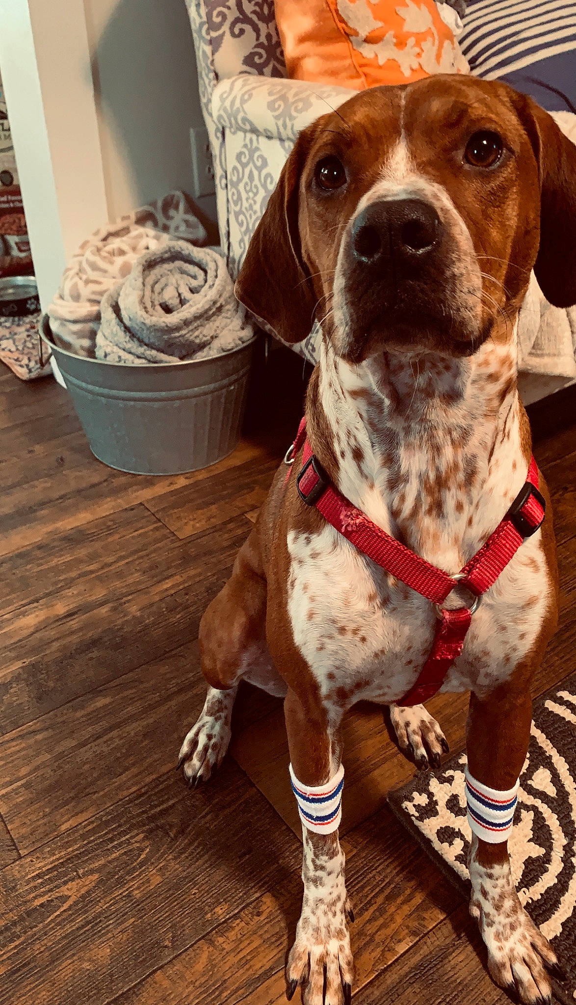 Jolene is registered to the contest to win money with this photo: canidae, carnivore, companion_dog, dog, dog_breed, dog_collar, english_coonhound, fawn, german_shorthaired_pointer, hound, hunting_dog, mammal, pachon_navarro, pointer, pointing_breed, portuguese_pointer, rare_breed_dog, sporting_group, vertebrate, vizsla