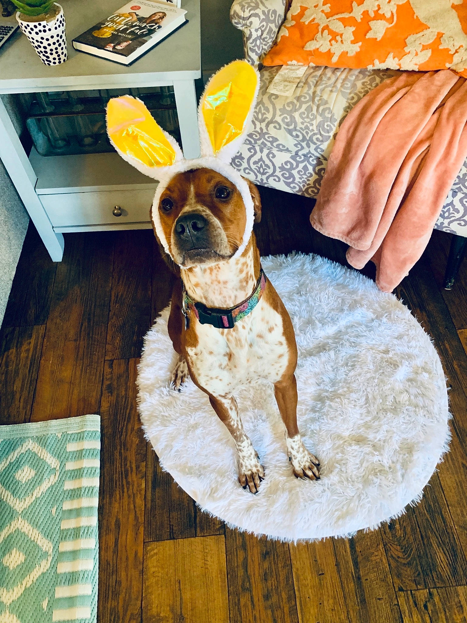 Jolene is registered to the contest to win money with this photo: canidae, carnivore, companion_dog, dog, dog_breed, fawn, floor, fur, pointer, sporting_group, table