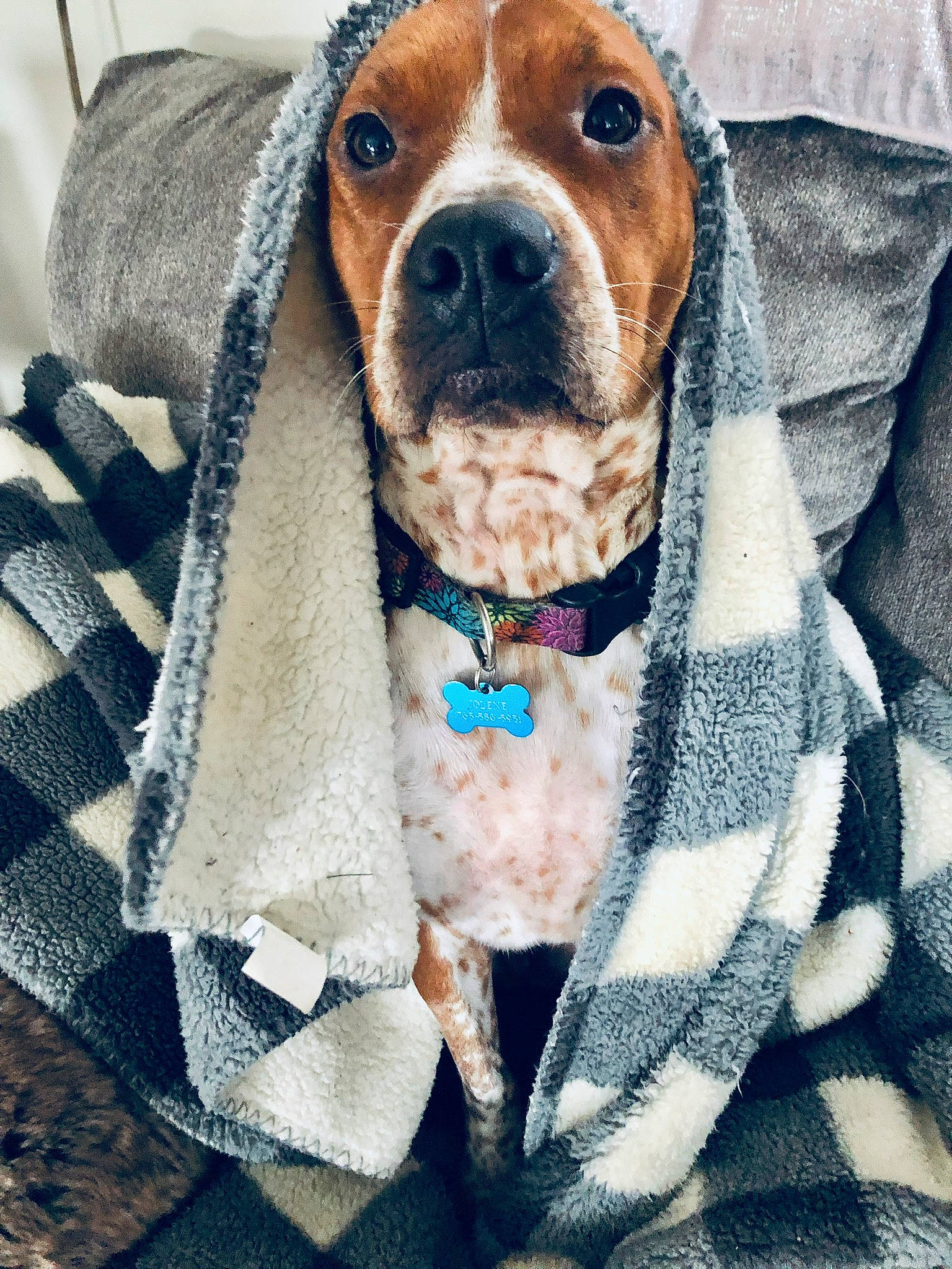 Jolene joined the competition — help win amazing prizes! basset_hound, beagle, canidae, carnivore, companion_dog, dog, dog_breed, ear, fur, hound, mammal, puppy, rare_breed_dog, snout, sporting_group, vertebrate