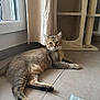 cat, tabby_cat, indoor, floor, tile_floor, window, curtain, cat_tree, relaxed, lying_down, pet, animal, fur, whiskers, ears, natural_light, home, cozy, resting, quiet