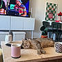 Maurice participe au concours pour gagner de l'argent avec cette photo : cat, coffee_table, mug, remote_control, television, person_on_tv, plant, chair, artwork, living_room, couch, carpet, modern_furniture, sleeping_cat, table, indoor, decor, relaxation, casual, leg