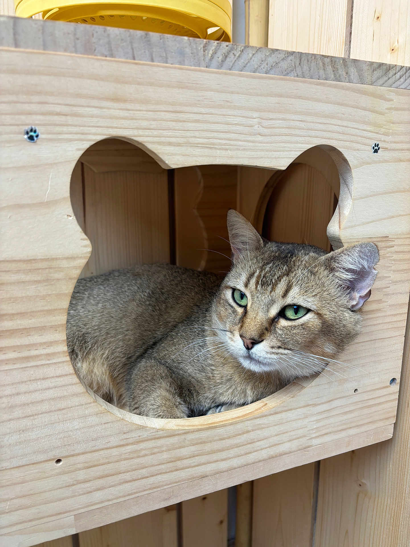 Maurice a rejoint le concours — aidez-le/la à gagner de superbes lots ! cat, wood, feline, green_eyes, cozy, indoor, pet, animal, wooden_box, cute, resting, relaxed, fur, whiskers, home, shelter, natural_light, close_up, portrait, calm