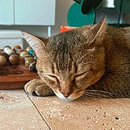 Maurice a rejoint le concours — aidez-le/la à gagner de superbes lots ! cat, sleeping, indoor, floor, marbles, board_game, furniture, chair, relaxation, pet, cozy, closeup, texture, brown, tabby, quiet, rest, home, animal, cute