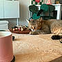 Maurice a rejoint le concours — aidez-le/la à gagner de superbes lots ! cat, sleeping, coffee_table, beads, pink_cup, coaster, wooden_tray, indoor, furniture, painting, flowers, green_chairs, relaxation, tabby_cat, decor, tabletop, home, living_room, cozy, resting
