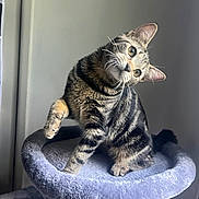 Nibi joined the competition — help win amazing prizes! cat, tabby, pet, animal, feline, curious, cat_tree, indoor, soft, plush, fur, whiskers, ears, paw, sitting, head_tilt, cute, domestic_cat, looking, playful
