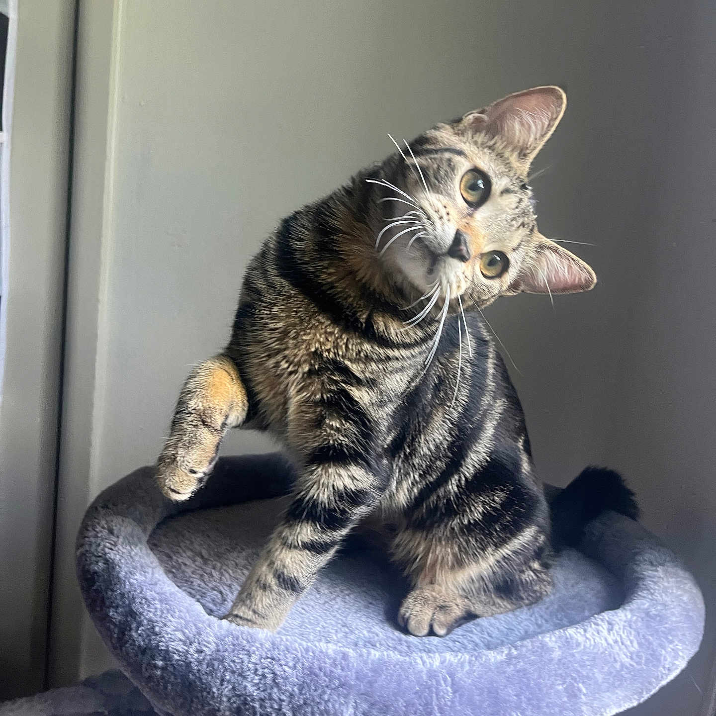 Nibi joined the competition — help win amazing prizes! animal, cat, cat_tree, curious, cute, domestic_cat, ears, feline, fur, head_tilt, indoor, looking, paw, pet, playful, plush, sitting, soft, tabby, whiskers