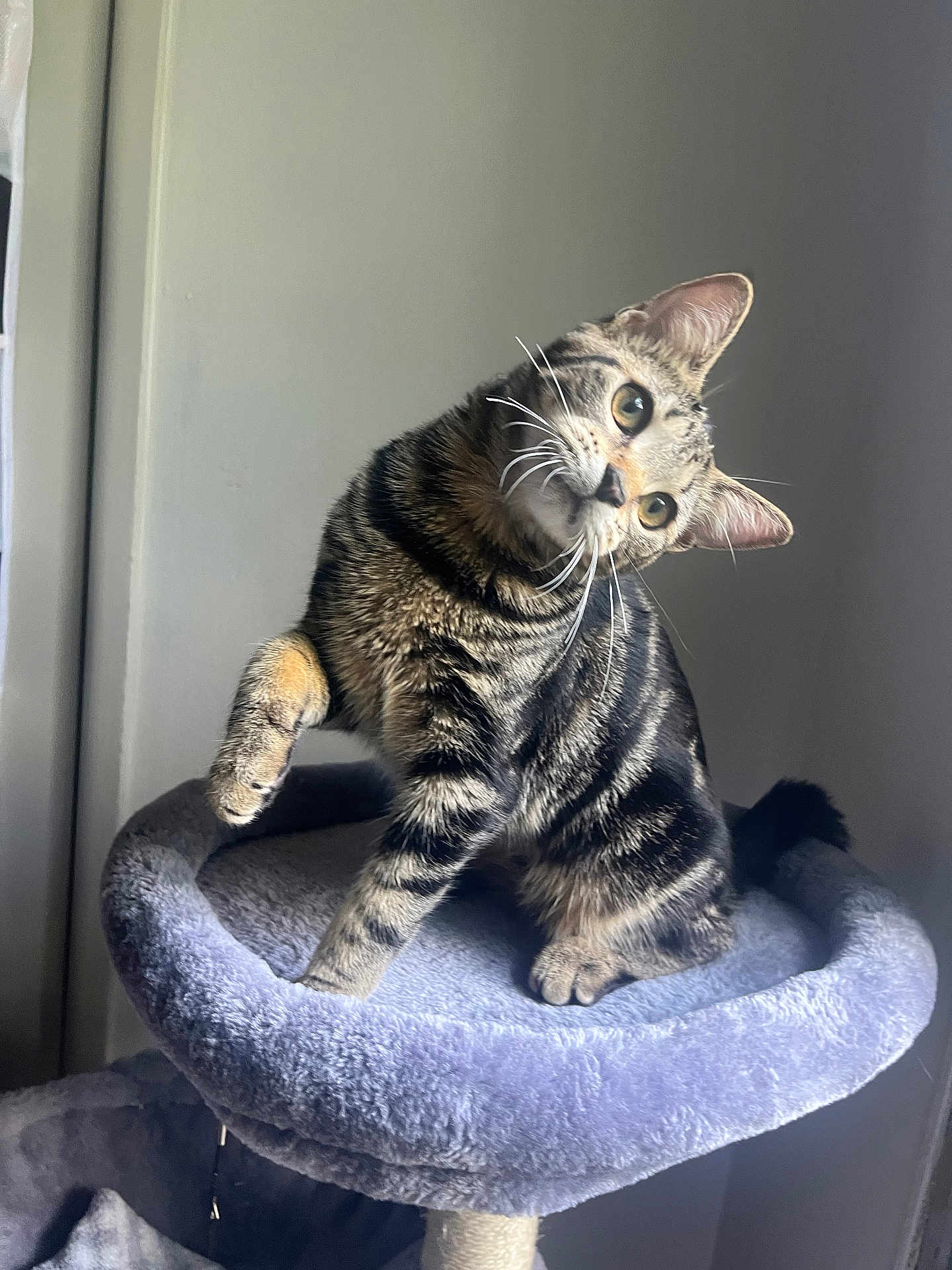 Nibi joined the competition — help win amazing prizes! cat, tabby, pet, animal, feline, curious, cat_tree, indoor, soft, plush, fur, whiskers, ears, paw, sitting, head_tilt, cute, domestic_cat, looking, playful