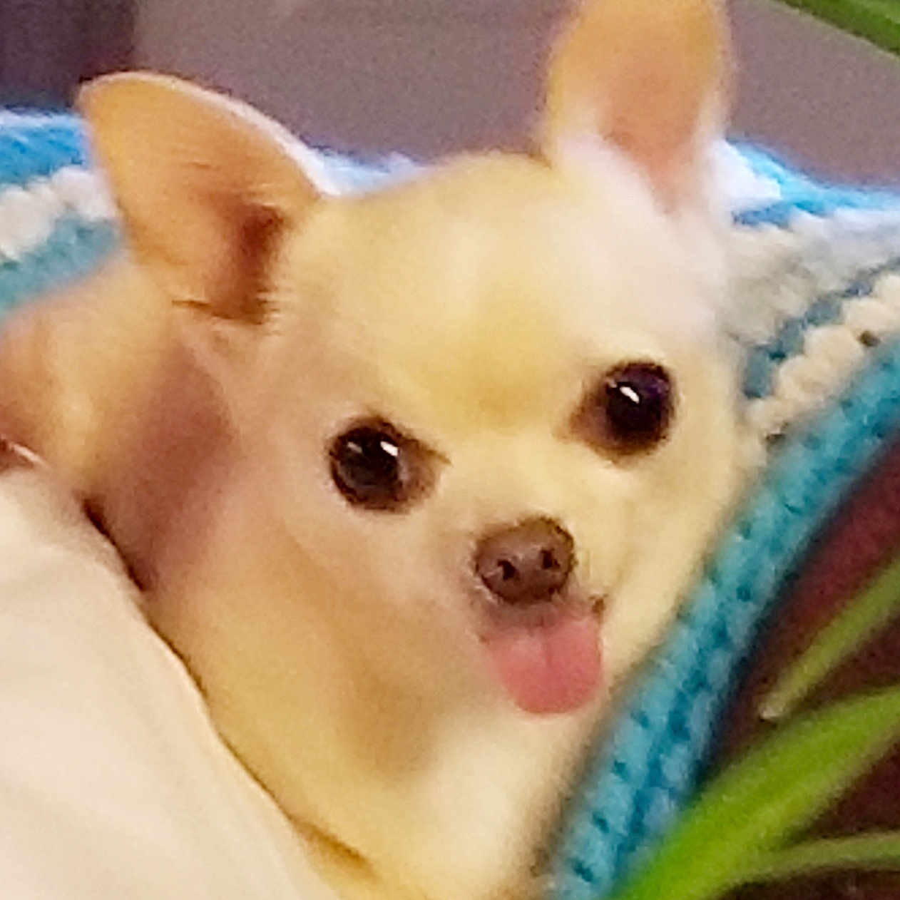 Bella is registered to the contest to win money with this photo: animal, blanket, chihuahua, close_up, comfort, cozy, cute, dog, ears, face, green_leaves, home, indoor, knitted, light_fur, pet, plant, resting, small_dog, tongue_out