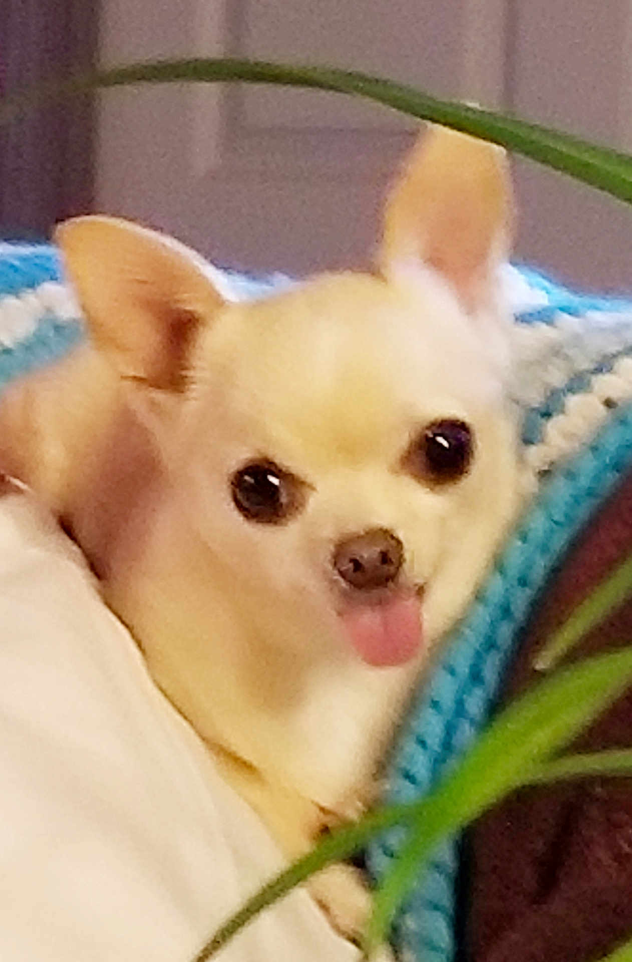 Bella is registered to the contest to win money with this photo: dog, chihuahua, tongue_out, small_dog, pet, animal, indoor, blanket, knitted, cozy, cute, light_fur, ears, face, resting, close_up, plant, green_leaves, home, comfort
