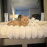 Lula a rejoint le concours — aidez-le/la à gagner de superbes lots ! cat, ginger_cat, kitten, pet, animal, furry, orange_fur, white_blanket, stuffed_animal, teddy_bear, bed, cozy, indoor, home, mirror, resting, lying_down, portrait, cute, sleepy