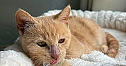 Lula a rejoint le concours — aidez-le/la à gagner de superbes lots ! cat, ginger_cat, orange_cat, pet, animal, feline, sleepy, relaxed, tongue, whiskers, ears, eyes, fur, portrait, close_up, blanket, cozy, indoor, home, cute