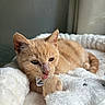 cat, ginger_cat, orange_cat, pet, animal, feline, sleepy, relaxed, tongue, whiskers, ears, eyes, fur, portrait, close_up, blanket, cozy, indoor, home, cute