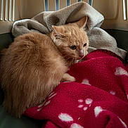 Lula participe au concours pour gagner de l'argent avec cette photo : cat, kitten, ginger_cat, orange_fur, fluffy, feline, pet, animal, sleeping, resting, curled_up, blanket, pink_blanket, paw_prints, gray_throw, cozy, indoors, chair, portrait, whiskers