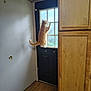 Leo joined the competition — help win amazing prizes! cat, orange_tabby, door, window, wooden_floor, cabinet, indoor, wall, light, shadow, curiosity, pet, animal, feline, climbing, pane, glass, home, room, natural_light