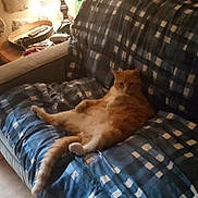 Leo joined the competition — help win amazing prizes! cat, orange_cat, couch, blue_couch_cover, living_room, lamp, wood_floor, relaxed, indoor, feline, pet, sprawled, cozy, home, furniture, plush, resting, comfort, laid_back, domestic