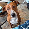 Josephine is registered to the contest to win money with this photo: dog, brown, white, pet, indoor, living_room, rug, furniture, guitar, table, blanket, curious, head_tilt, floor, cozy, domestic, canine, animal, companion, home