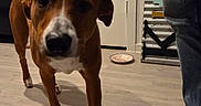 Josephine joined the competition — help win amazing prizes! brown_dog, canine, casual, curious, decor, dog, door, floor, home, household, indoor, jeans, person, pet, plastic_bag, shadow, sock, walking, white_paws, wood_floor