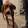 Josephine joined the competition — help win amazing prizes! dog, indoor, floor, person, jeans, sock, door, plastic_bag, wood_floor, decor, pet, brown_dog, white_paws, household, canine, walking, curious, shadow, casual, home