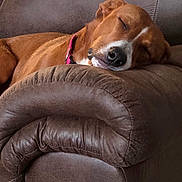 Josephine joined the competition — help win amazing prizes! dog, brown_dog, sleeping, couch, leather_couch, armrest, indoor, pet, relaxed, resting, canine, fur, collar, home, comfort, nap, quiet, domestic_animal, animal, cozy