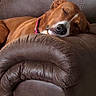 dog, brown_dog, sleeping, couch, leather_couch, armrest, indoor, pet, relaxed, resting, canine, fur, collar, home, comfort, nap, quiet, domestic_animal, animal, cozy