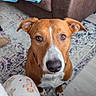 dog, brown_dog, white_markings, indoor, rug, couch, blanket, pajamas, floor, looking_up, pet, animal, living_room, cozy, cute, ears, eyes, snout, fur, companion
