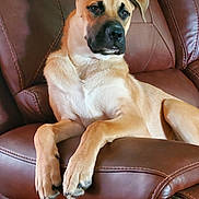 Chief joined the competition — help win amazing prizes! dog, brown_leather_couch, indoor, relaxed, pet, canine, fur, animal, comfortable, seated, living_room, household, resting, ears, paw, snout, mammal, domestic_animal, quiet, side_view
