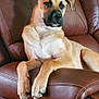 dog, brown_leather_couch, indoor, relaxed, pet, canine, fur, animal, comfortable, seated, living_room, household, resting, ears, paw, snout, mammal, domestic_animal, quiet, side_view