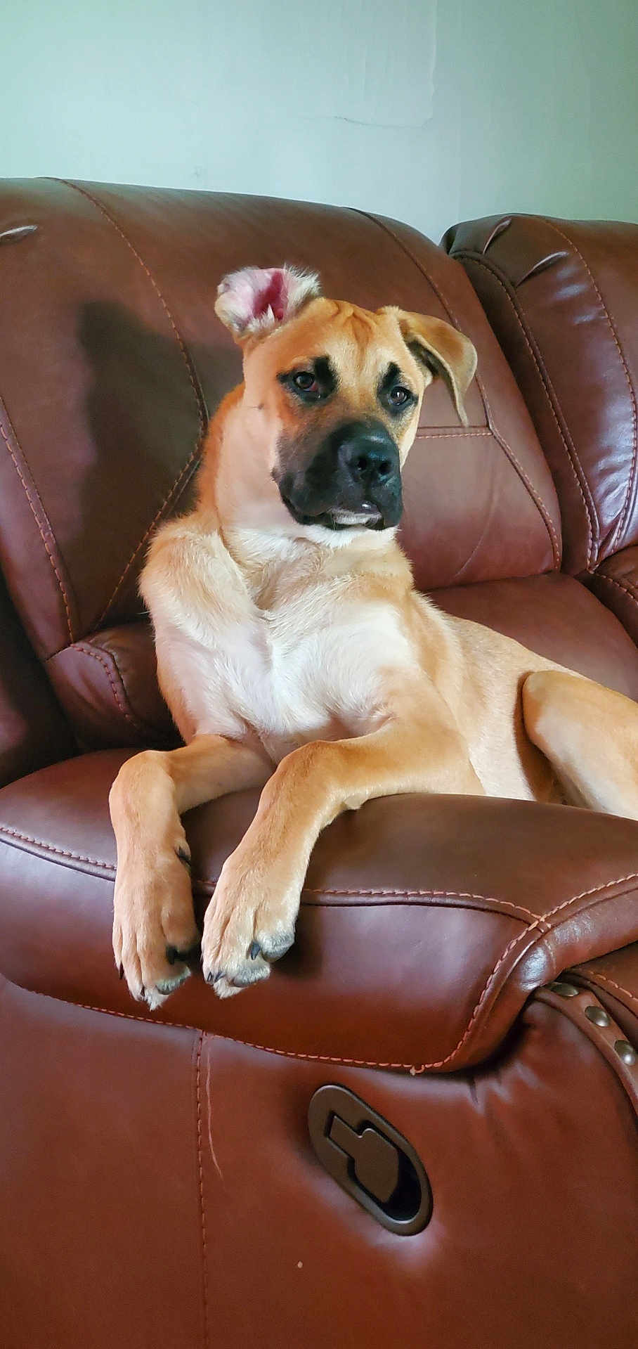 Chief joined the competition — help win amazing prizes! dog, brown_leather_couch, indoor, relaxed, pet, canine, fur, animal, comfortable, seated, living_room, household, resting, ears, paw, snout, mammal, domestic_animal, quiet, side_view