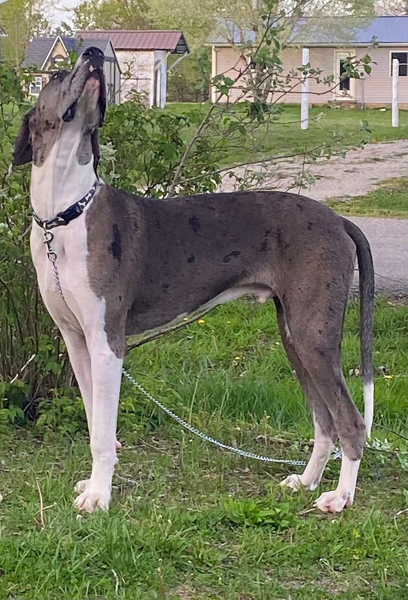 Beacon is registered to the contest to win money with this photo: canidae, carnivore, collar, companion_dog, dog, dog_breed, dog_supply, fawn, grass, magyar_agar, plant, rampur_greyhound, sighthound, snout, sporting_group, tail, terrestrial_animal, tree, window, working_animal