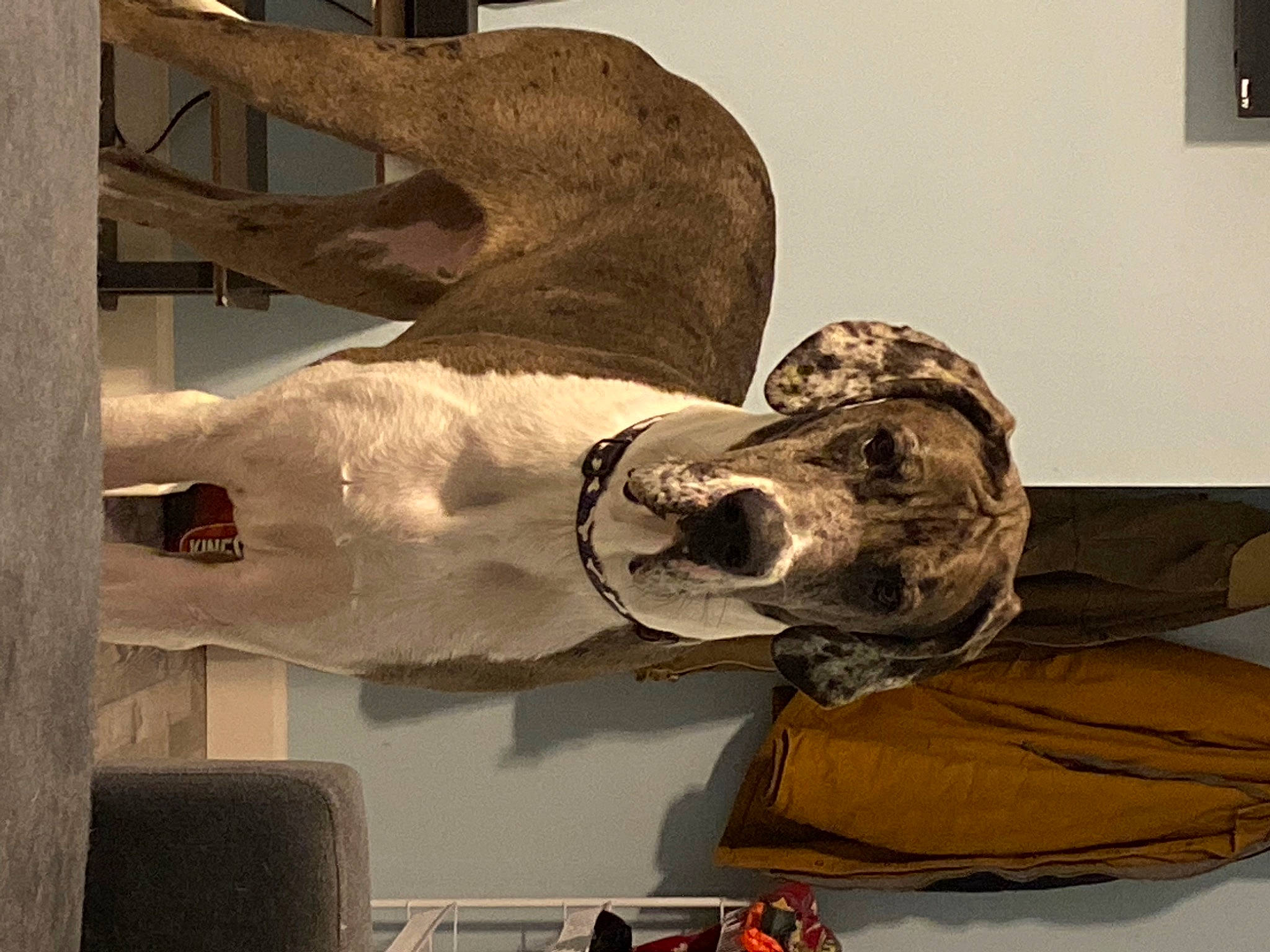 Beacon joined the competition — help win amazing prizes! art, artifact, carving, classical_sculpture, dog, gesture, helmet, jaw, metal, personal_protective_equipment, picture_frame, plaster, room, sculptor, sculpture, skull, sporting_group, statue, visual_arts, wood