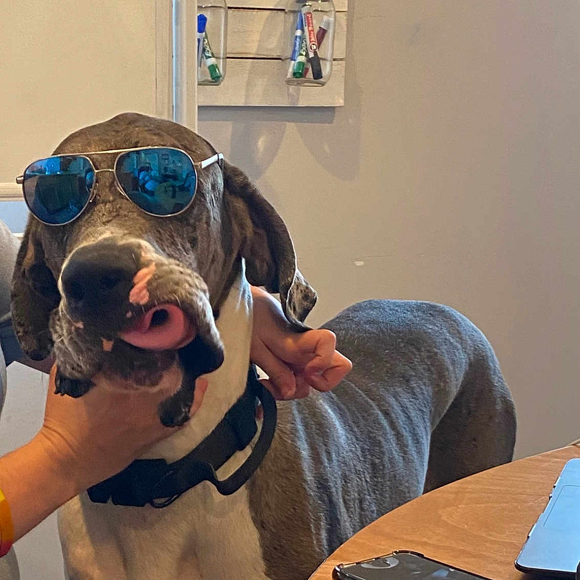 Beacon is registered to the contest to win money with this photo: audio_equipment, cameras_optics, carnivore, comfort, companion_dog, dog, dog_breed, eyewear, fawn, gadget, hardwood, personal_protective_equipment, picture_frame, room, snout, sunglasses, table, vision_care, wood, working_animal