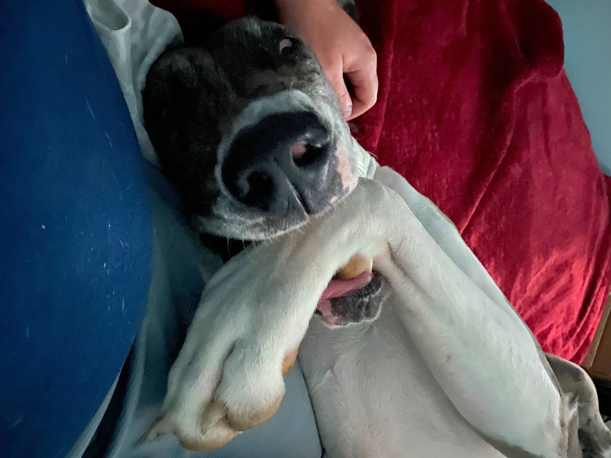 Beacon is registered to the contest to win money with this photo: canidae, carmine, carnivore, comfort, companion_dog, dog, dog_breed, electric_blue, fang, fawn, flesh, fur, guard_dog, nail, paw, snout, sporting_group, toy_dog, working_animal, wrinkle