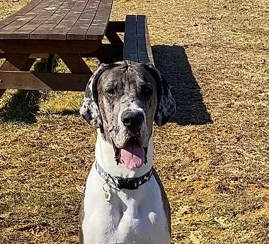 Beacon is registered to the contest to win money with this photo: canidae, carnivore, collar, companion_dog, dog, dog_breed, dog_collar, dog_supply, fawn, grass, guard_dog, hunting_dog, leash, non_sporting_group, pet_supply, snout, sporting_group, wood, working_animal, working_dog