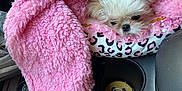 Maizie joined the competition — help win amazing prizes! puppy, dog, blanket, pink, car_interior, cup_holder, leopard_print, bed, furry, small_dog, snuggling, cozy, pet, animal, cute, sleepy, soft, car_console, ruffles, fur
