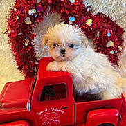 Maizie is registered to the contest to win money with this photo: puppy, dog, toy_truck, red, white_fur, wreath, heart_shape, festive, cute, pet, fluffy, indoor, decor, holiday, small, animal, closeup, adorable, furry, background