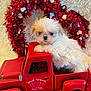 puppy, dog, toy_truck, red, white_fur, wreath, heart_shape, festive, cute, pet, fluffy, indoor, decor, holiday, small, animal, closeup, adorable, furry, background