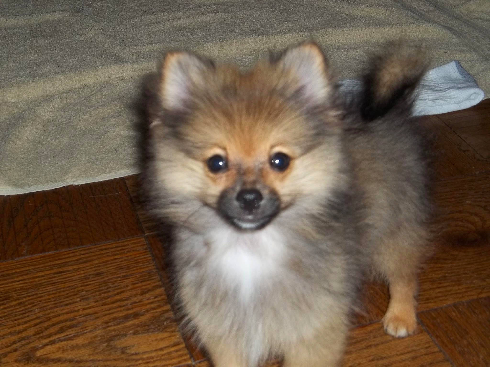 Bear joined the competition — help win amazing prizes! canidae, carnivore, companion_dog, dog, dog_breed, fawn, german_spitz, german_spitz_klein, german_spitz_mittel, keeshond, mammal, pomeranian, puppy, rare_breed_dog, snout, spitz, sporting_group, toy_dog, vertebrate, volpino_italiano