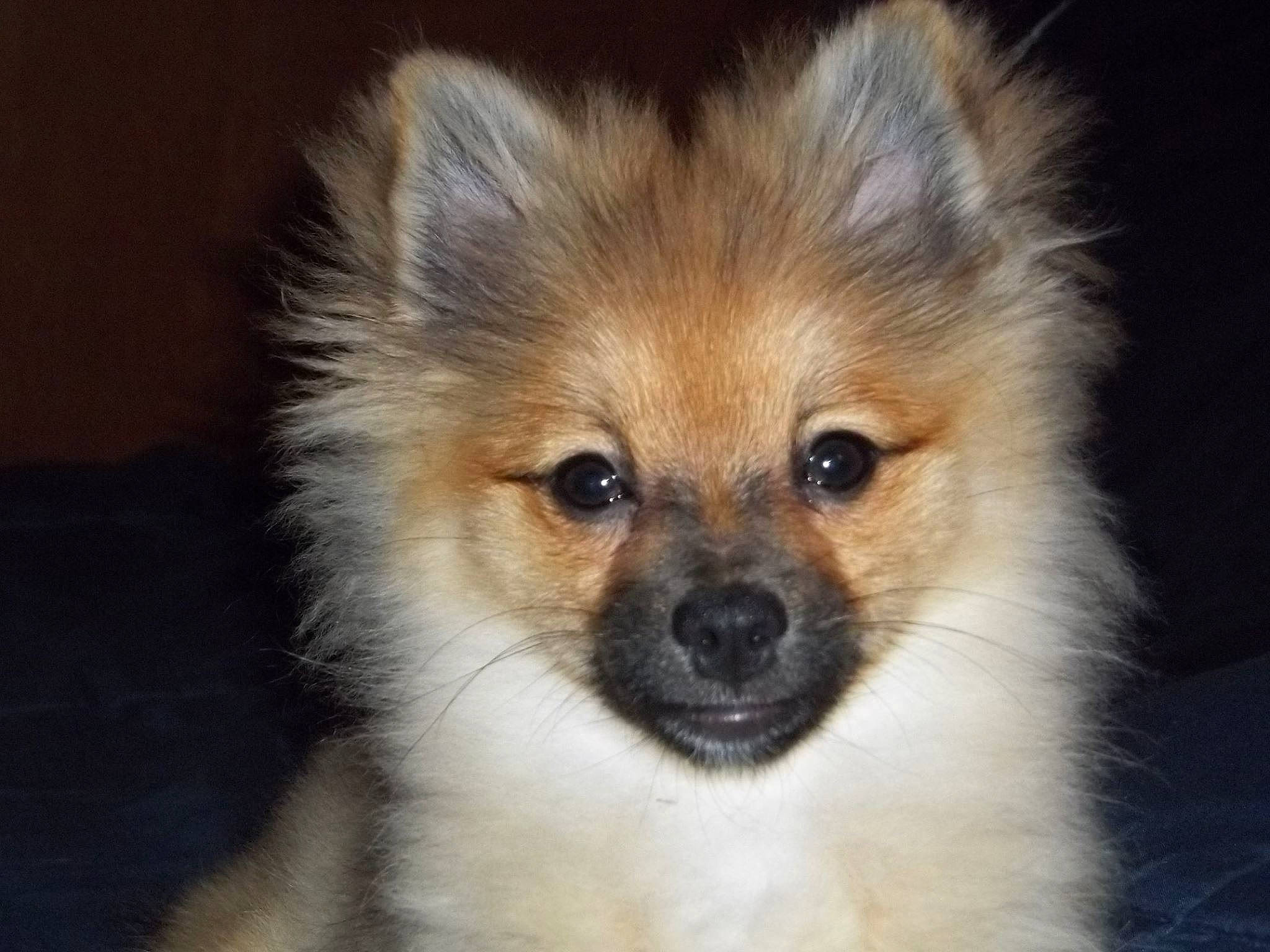 Bear is registered to the contest to win money with this photo: canidae, carnivore, companion_dog, dog, dog_breed, eurasier, german_spitz, german_spitz_klein, german_spitz_mittel, mammal, pomeranian, puppy, rare_breed_dog, snout, spitz, sporting_group, toy_dog, vertebrate, volpino_italiano, whiskers