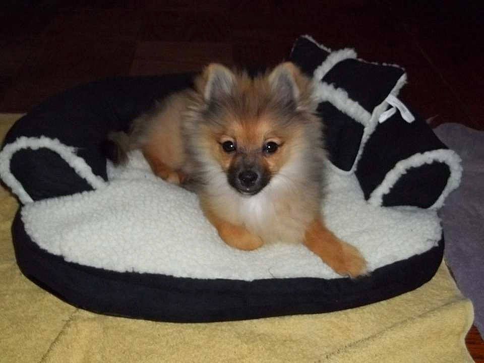 Bear joined the competition — help win amazing prizes! canidae, carnivore, companion_dog, dog, dog_breed, fawn, german_spitz, german_spitz_klein, german_spitz_mittel, mammal, pomeranian, puppy, shetland_sheepdog, spitz, toy_dog, vertebrate