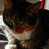 Socks joined the competition — help win amazing prizes! cat, tabby, white_paw, indoor, resting, blanket, pet, feline, fur, animal, cozy, window_light, shadow, relaxed, closeup, cute, whiskers, ears, paw, sleepy
