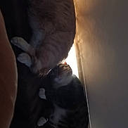 Socks is registered to the contest to win money with this photo: cat, cats, indoor, resting, lounging, window, blinds, sunlight, shadow, feline, pet, animal, cozy, sleeping, two, fur, domestic, companion, relaxation, home
