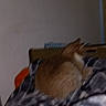 cat, bed, blanket, orange_cat, indoor, furniture, wall, sleeping_area, animal, pet, resting, fur, domestic_cat, cozy, home, soft, pattern, textile, unfocused, quiet
