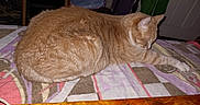Zukie is registered to the contest to win money with this photo: cat, ginger_cat, feline, pet, indoor, resting, sleeping, blanket, wooden_table, home, cozy, fur, striped, animal, domestic, quiet, relaxing, side_view, table, household