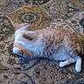 cat, orange_cat, white_cat, carpet, rug, patterned_rug, floor, indoor, table, wooden_table, cable, green_cable, pet, feline, stretching, rolling, blurred, domestic_animal, home, living_room